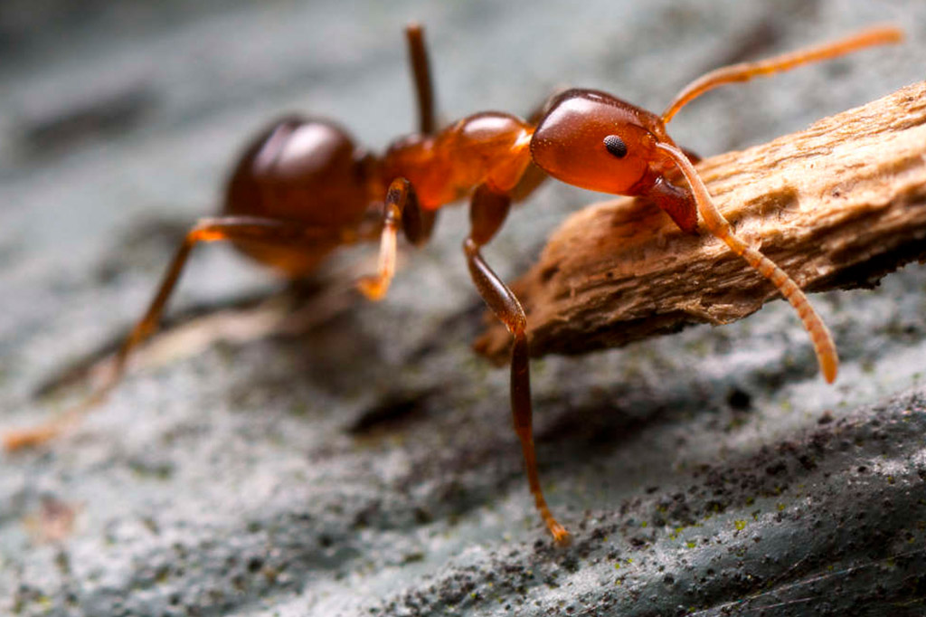 plaga de hormigas en madrid