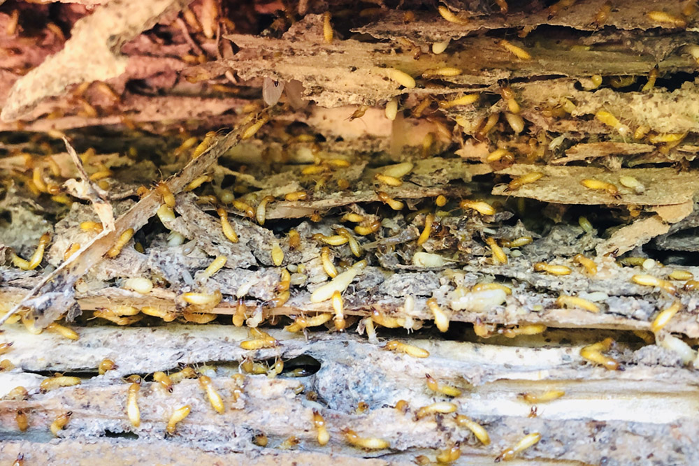 termitas control plagas madrid jotisa
