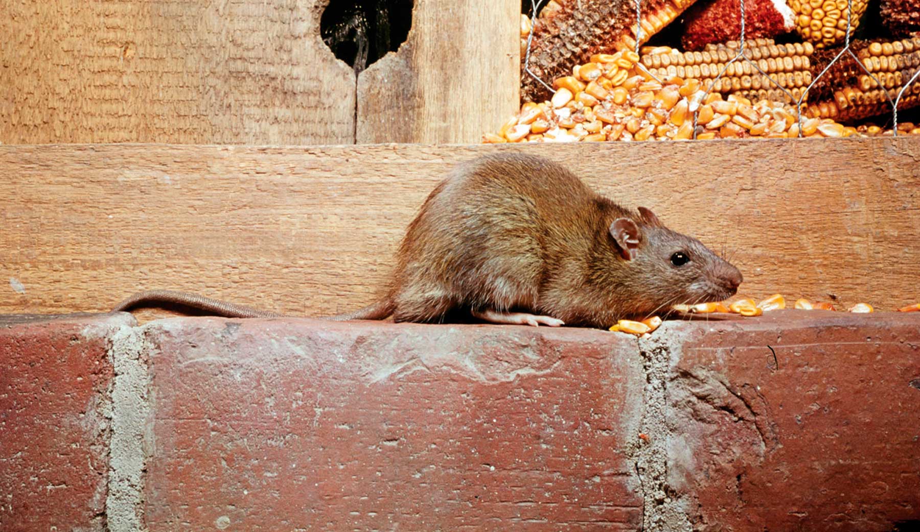 detectar eliminar ratas Madrid