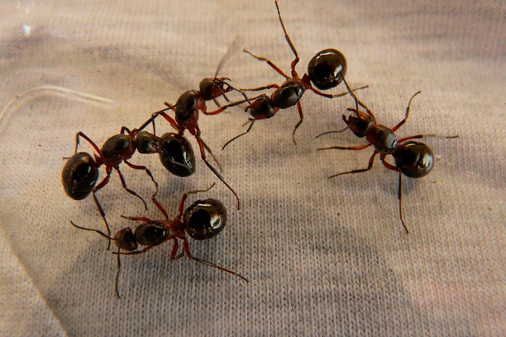 control plagas hormigas Madrid