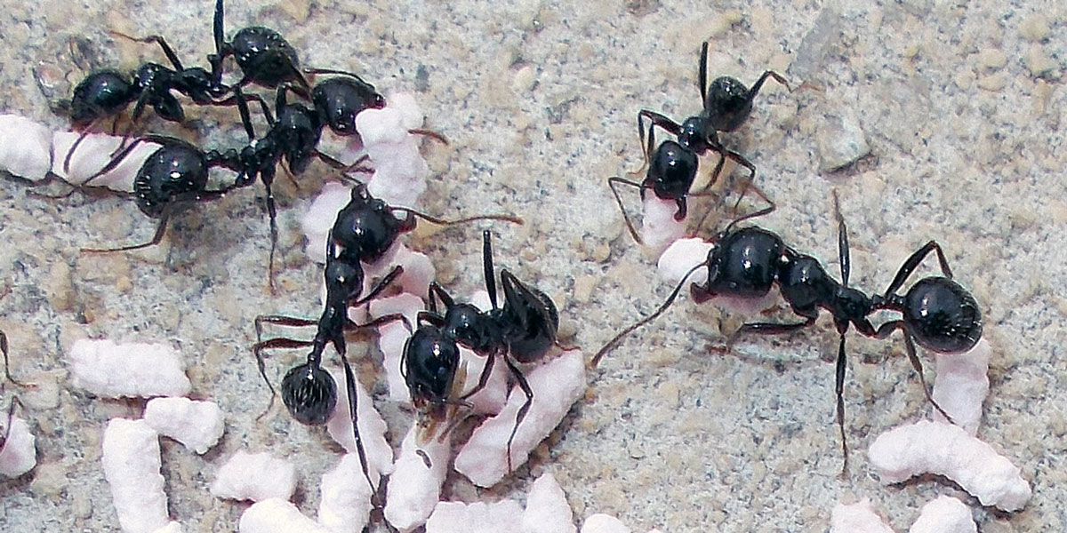 desinsectación hormigas viviendas Madrid