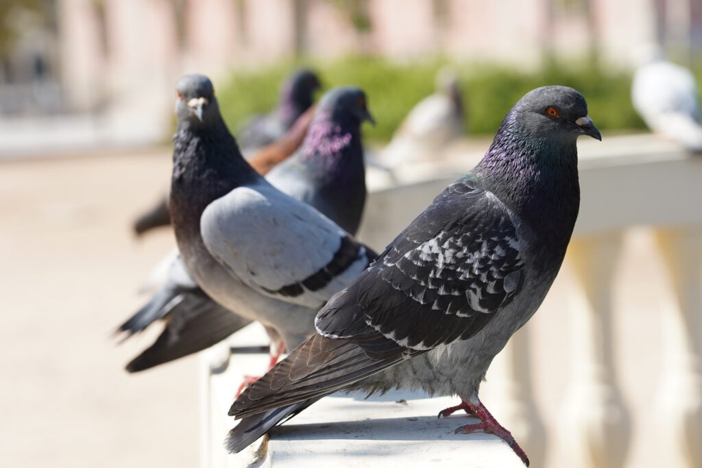 Control de aves en Sevilla la Nueva