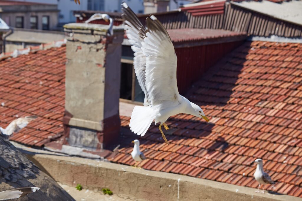 Control de aves urbanas en Arroyomolinos
