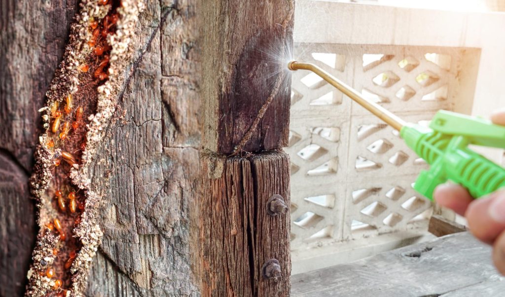 eliminar termitas de la madera en Madrid