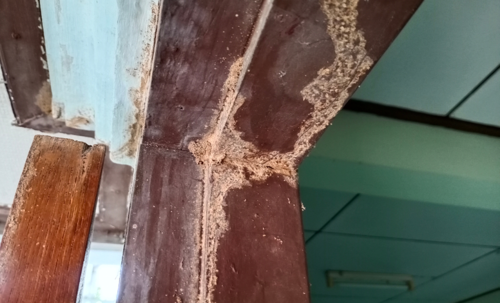Tratamientos contra Insectos de la Madera