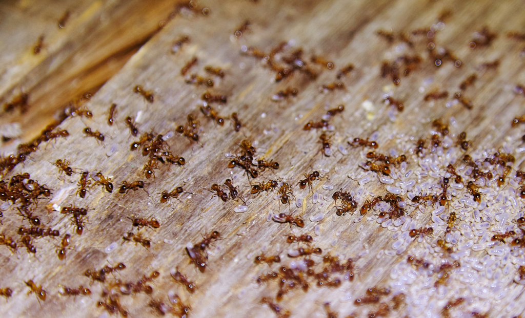 tratamiento de la madera contra insectos y hongos