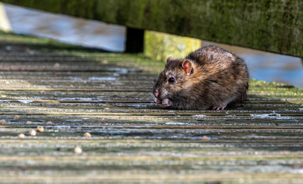 Cómo eliminar ratas rápidamente