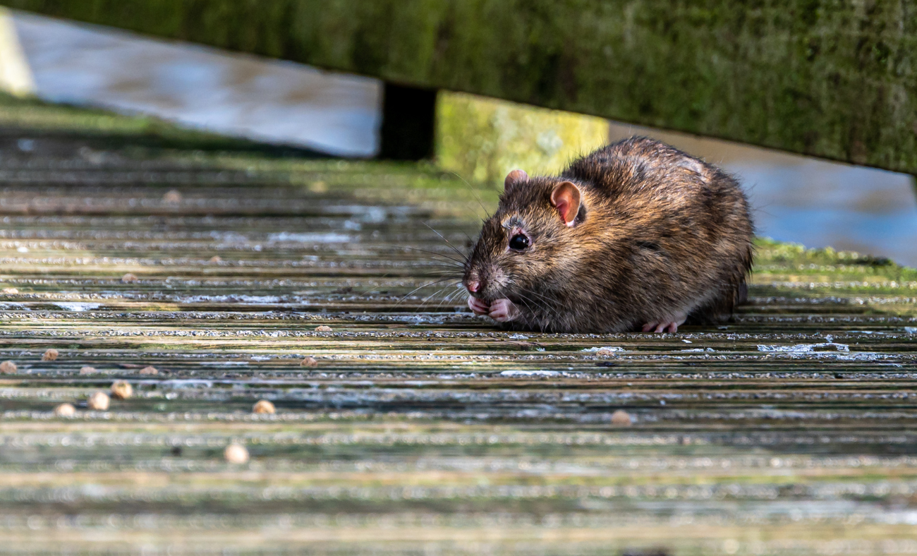 Cómo eliminar ratas rápidamente