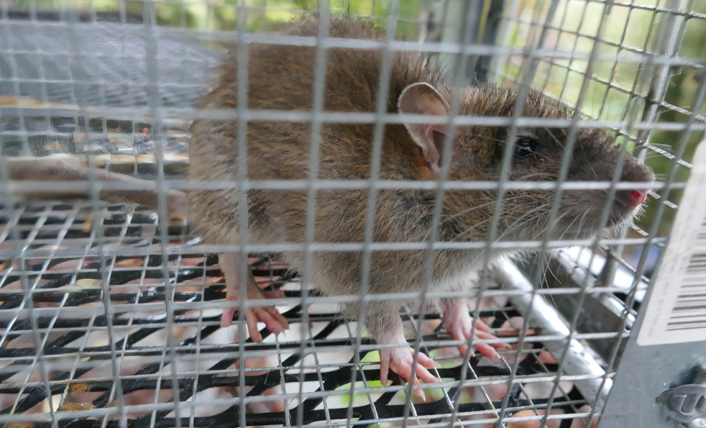 eliminar ratas y ratones definitivamente